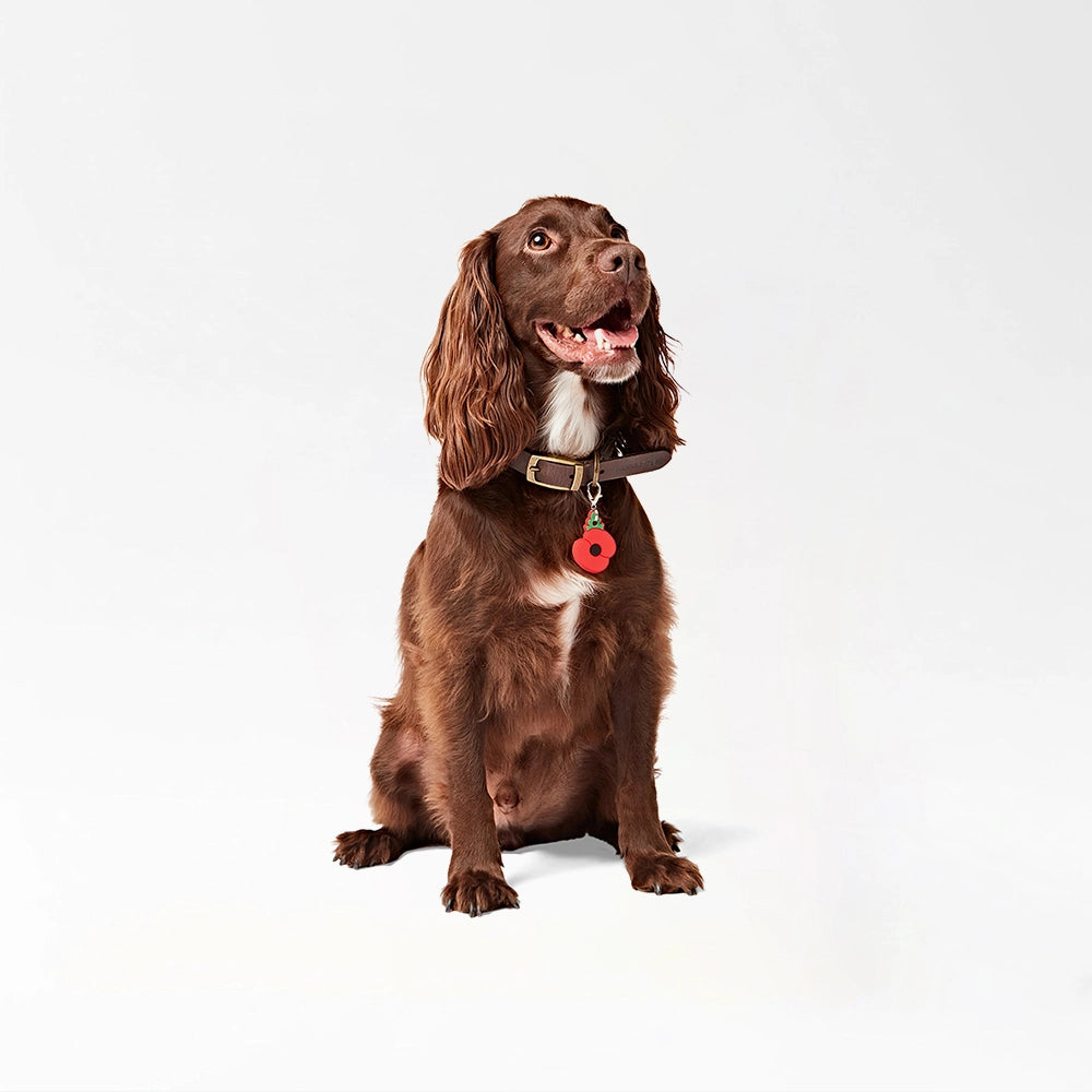 Buddy Clip-On Pet Charm