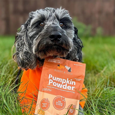 Pumpkin Powder For Dogs