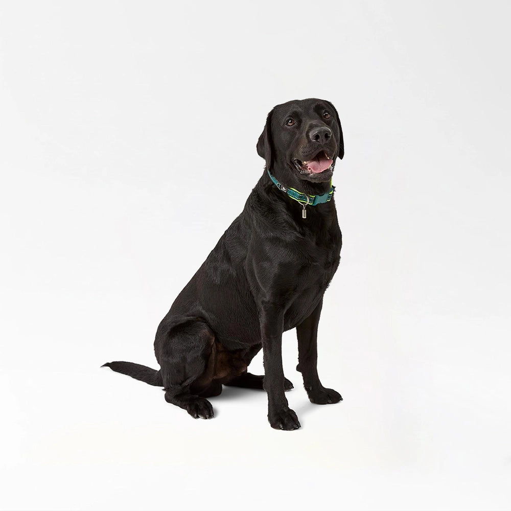 Durable Pet Safety Collar