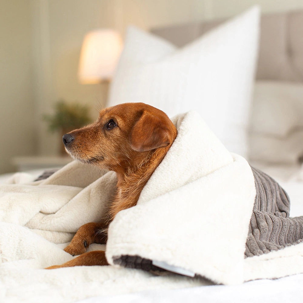 Comfy Pet Nap Blanket