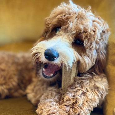 Plant-Based Dental Dog Chews
