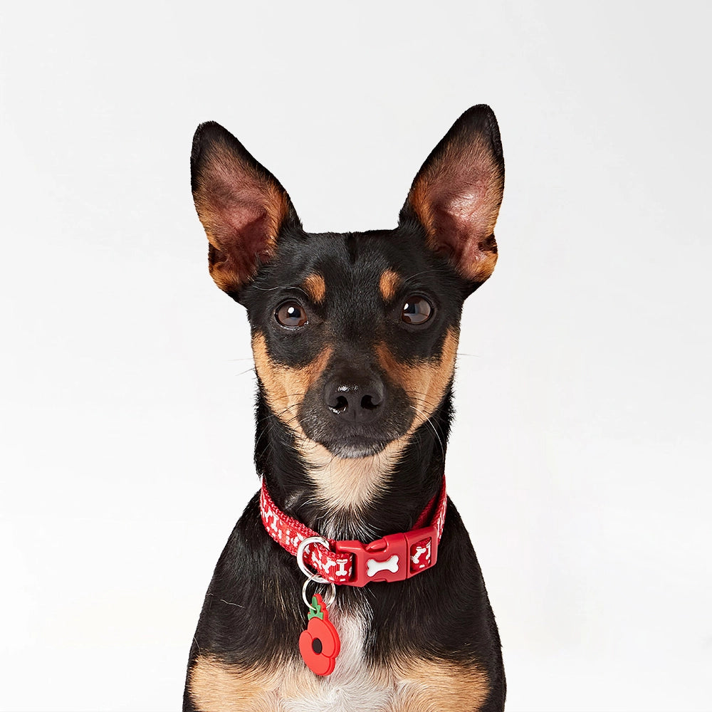 Buddy Clip-On Pet Charm
