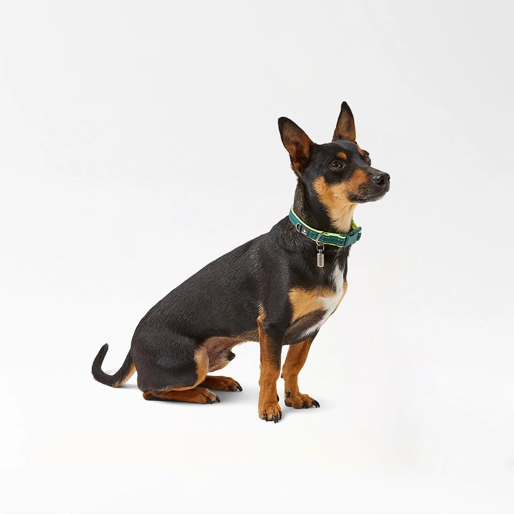 Durable Pet Safety Collar
