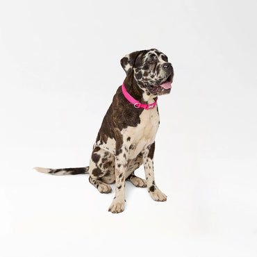Strong Quick-Release Dog Collar