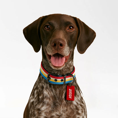 Buddy Rainbow Stripe Collar