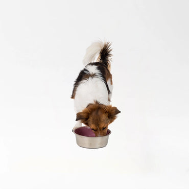 Stainless Pet Feeding Bowl
