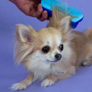 Compact Pet Grooming Brush