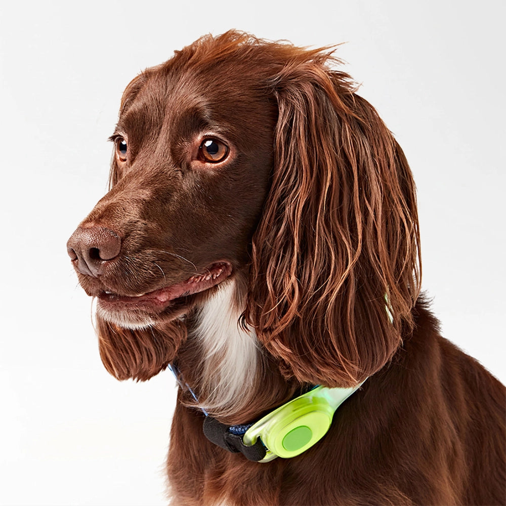 Buddy Night Safety Strap