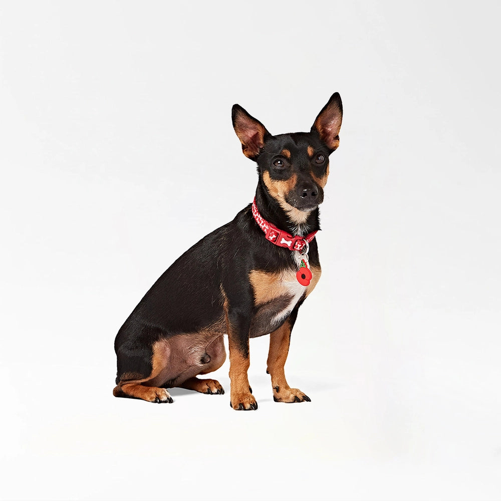 Buddy Clip-On Pet Charm