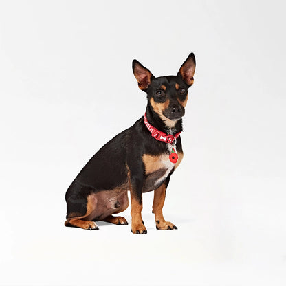 Buddy Clip-On Pet Charm