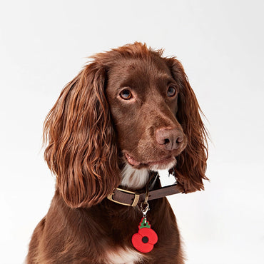 Buddy Clip-On Pet Charm